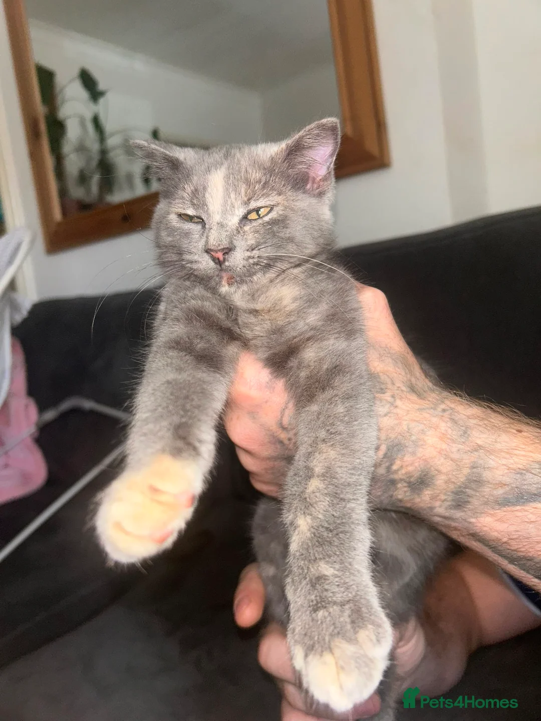 Mixed Breed cats for sale: British shorthair x Persian kitten in Birmingham - Advert 1
