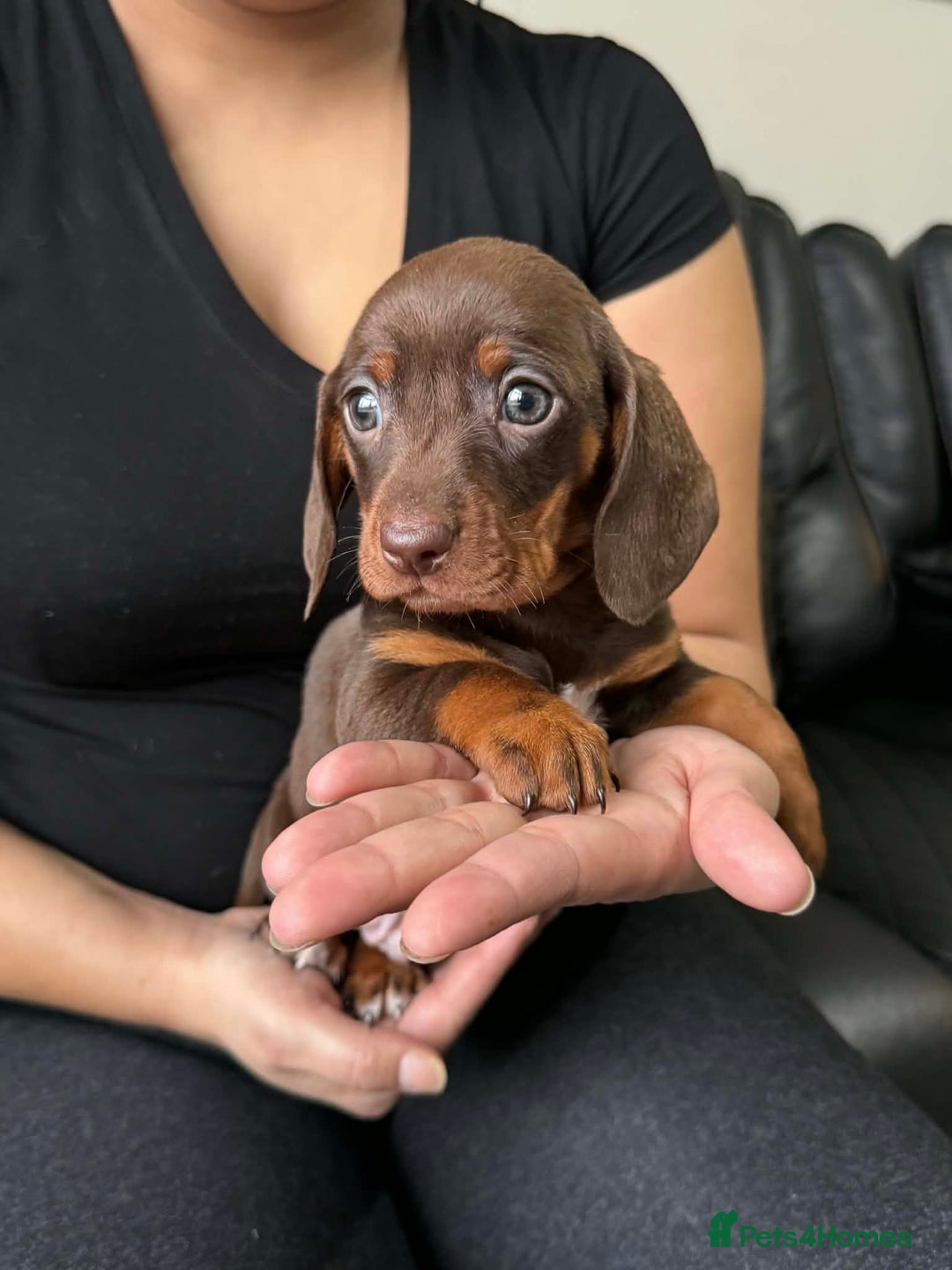 Dachshund dogs for sale: Miniature Dachshund puppies - Advert 14
