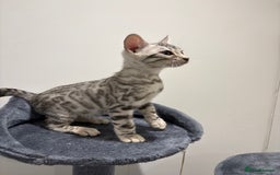 Bengal cats for sale: Bengal Kittens for Sale! (4 BOYS) - Image 3