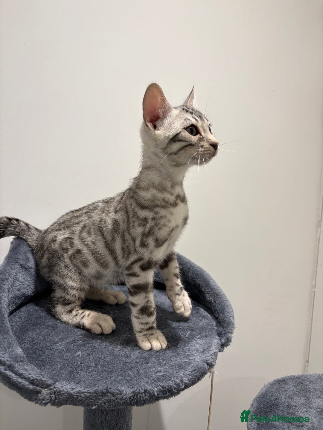 Bengal cats for sale: Bengal Kittens for Sale! (4 BOYS) - Image 3