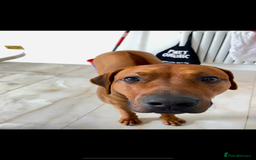 Rhodesian Ridgeback dogs for stud: Stud Rhodesian Ridgeback Stanley.  - Image 11