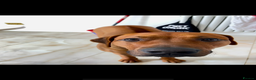 Rhodesian Ridgeback dogs for stud: Stud Rhodesian Ridgeback Stanley.  - Advert 12