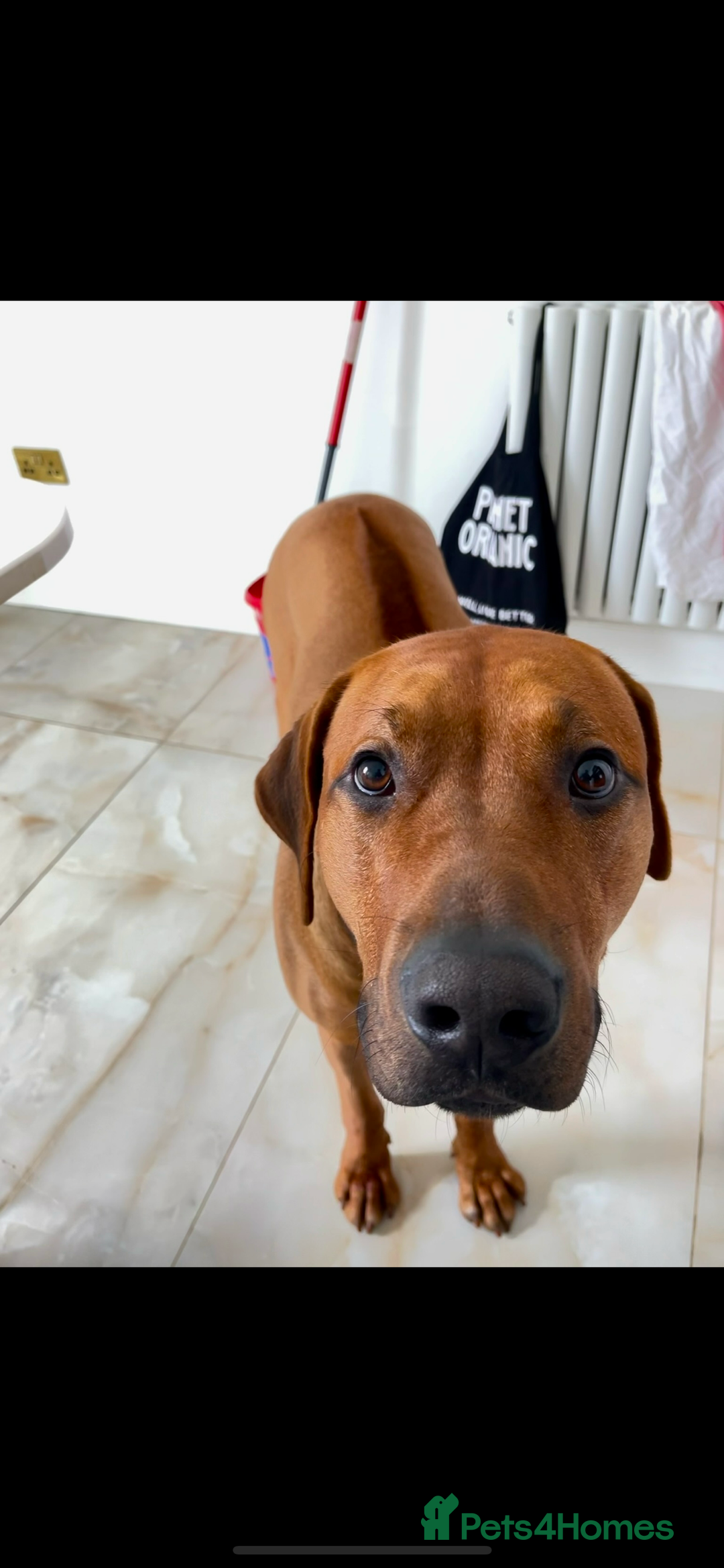 Rhodesian Ridgeback dogs for stud: Stud Rhodesian Ridgeback Stanley.  - Image 11