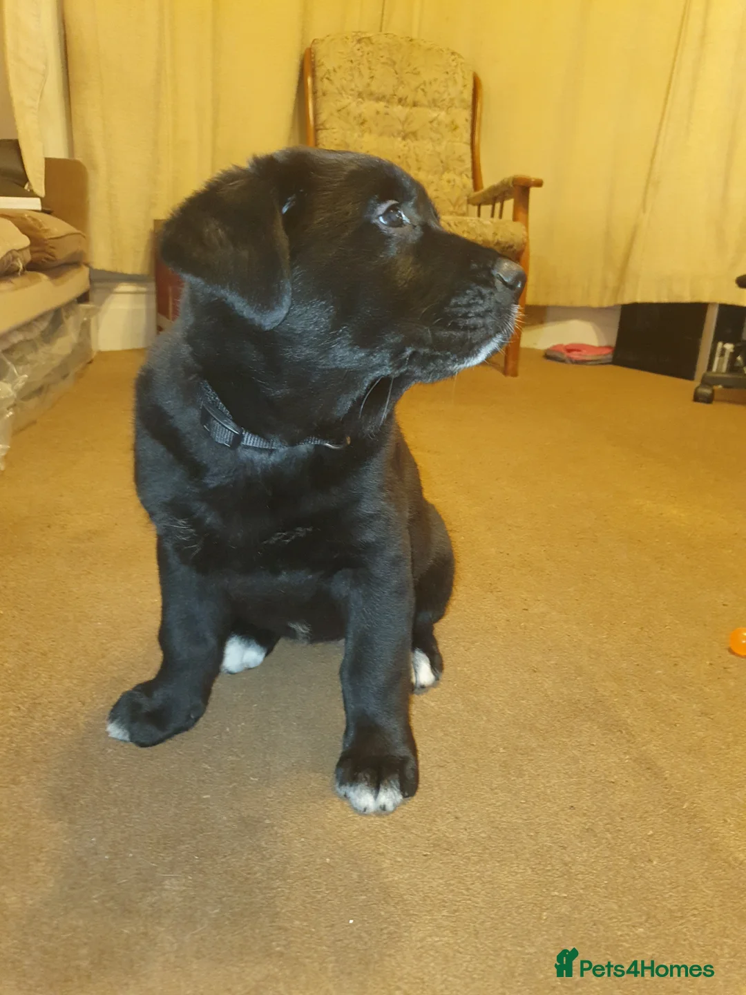 Mixed Breed dogs for sale: Akita and Golden retriever mix - Advert 14