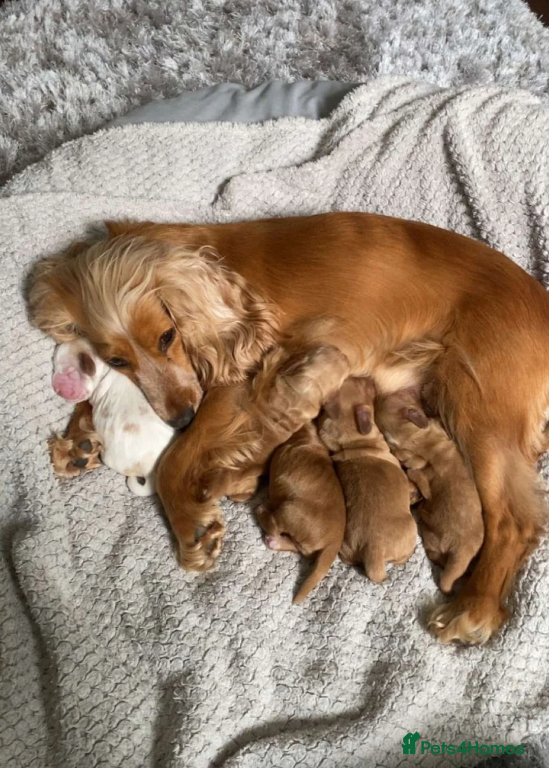 Cocker Spaniel dogs for sale: KC registered Show Cocker Spaniels  - Advert 7