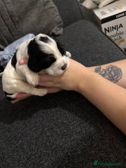 Cocker Spaniel Puppy 4