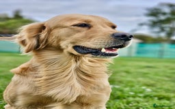 Golden Retriever dogs for sale: 🐾Gorgeous Puppies-Family Raised with Love&Care🐾 - Image 23