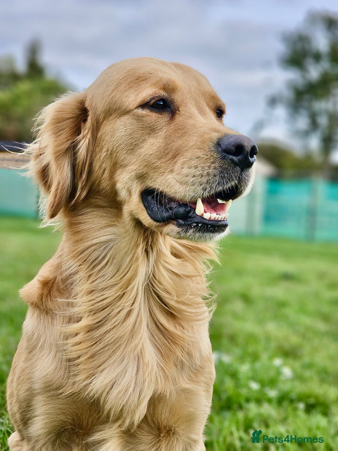 Golden Retriever dogs for sale: 🐾Gorgeous Puppies-Family Raised with Love&Care🐾 - Image 23