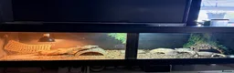 Bearded Dragon reptiles for sale: White bearded dragon  in Swindon - Advert 2