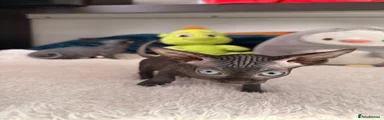 Sphynx Kitten 2