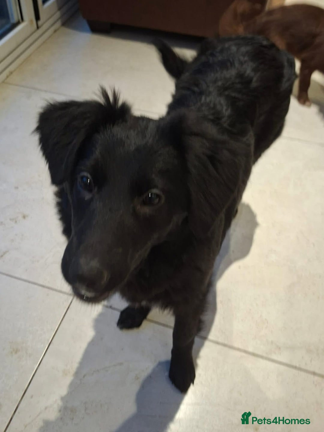 Mixed Breed dogs for adoption: Tara - North Walsham Norfolk  - Advert 3