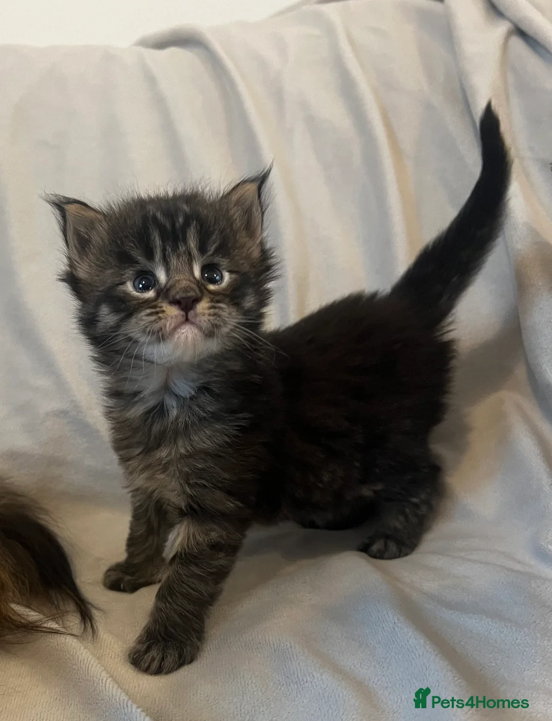 Maine Coon cats for sale: Beautiful and healthy litter of Maine coon kittens - Advert 30
