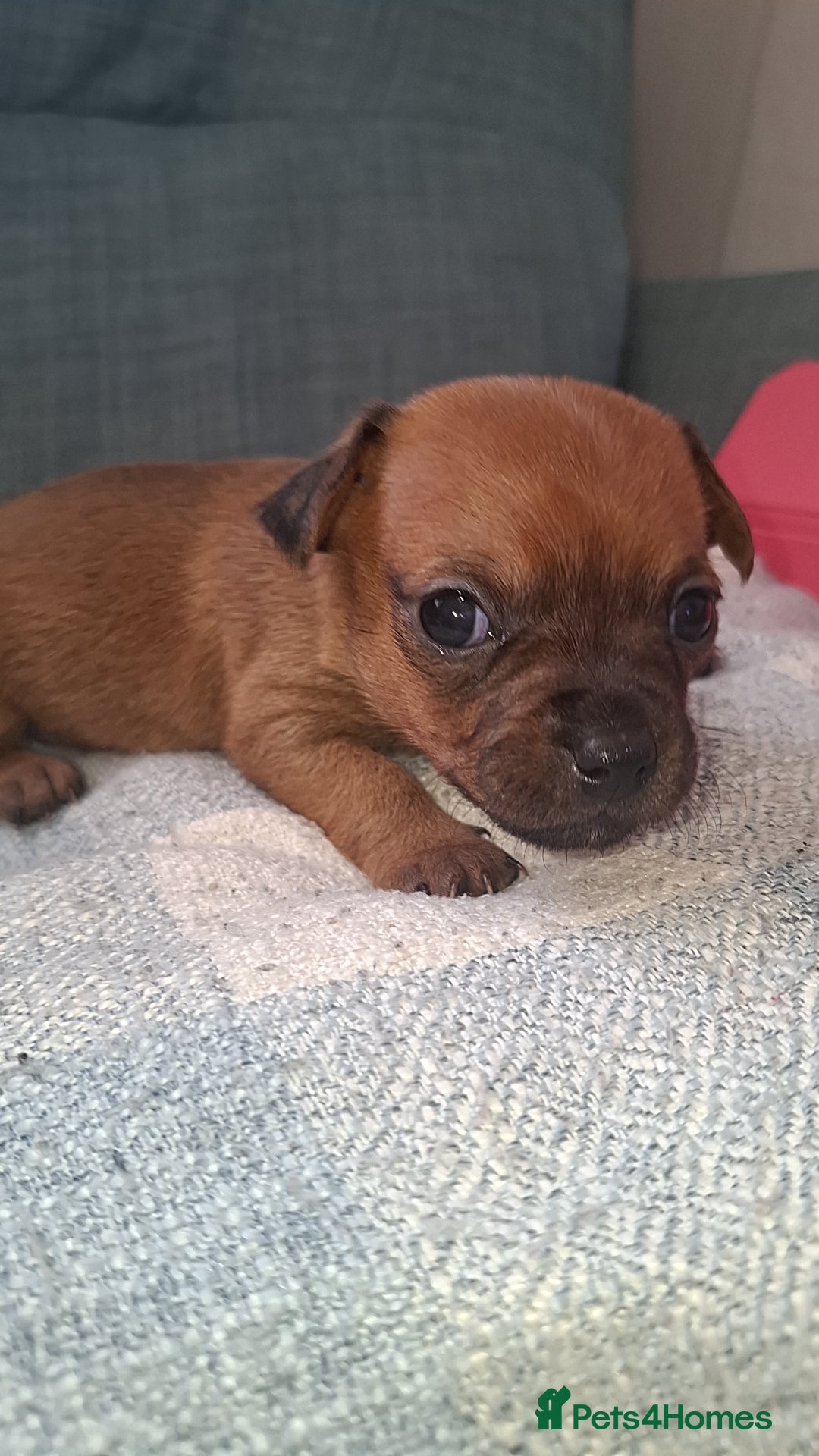 Mixed Breed dogs for sale: 🐾 Gorgeous Mixed-Breed Puppies – 🐾 - Advert 9