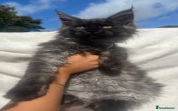Maine Coon cats for sale: STUNNING MAINE COON SMOKE (tica activereg ) - Image 25