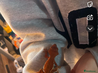 Gecko reptiles Various geckos cheap message for prices - Advert 1