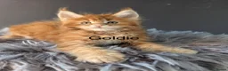 Maine Coon cats for sale: Outstanding Russia lines baby boys  - Advert 7