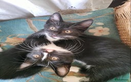 British Shorthair cats for sale: Two cute and cuddly little girl kittens - Image 2