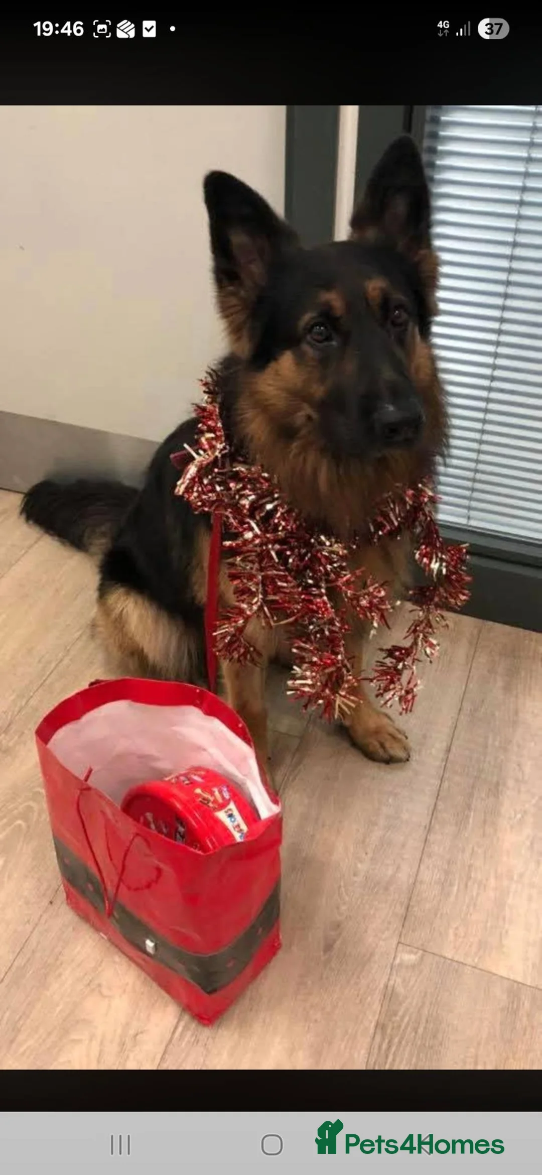 German Shepherd dogs for stud: Stud dog - Advert 6