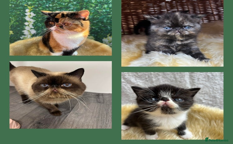 Exotic cats - Advert 2