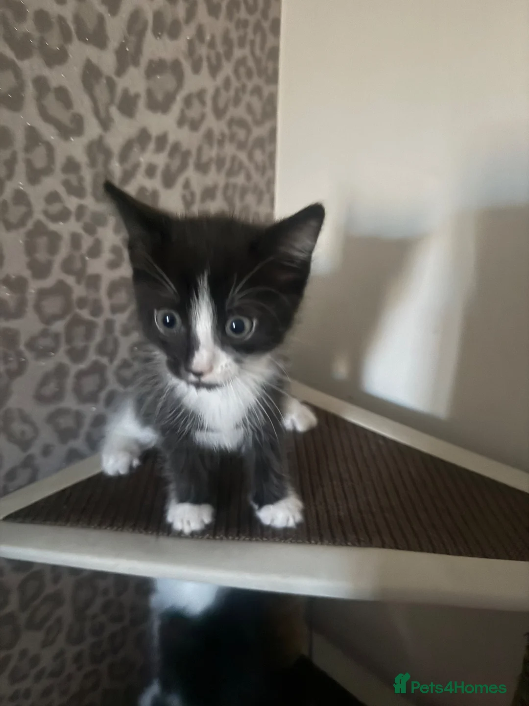 Mixed Breed cats for sale: Kittens for sale - Advert 2