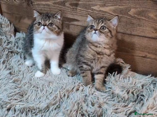 Persian cats - Advert 24