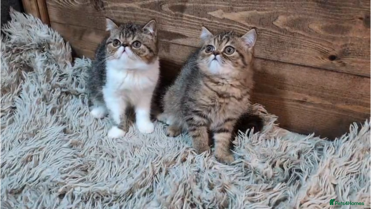 Persian cats - Advert 2