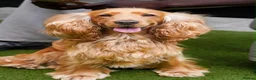 Cocker Spaniel dogs for stud: Leo - Friendly & Loving Cocker Spaniel Stud in Manchester - Advert 1
