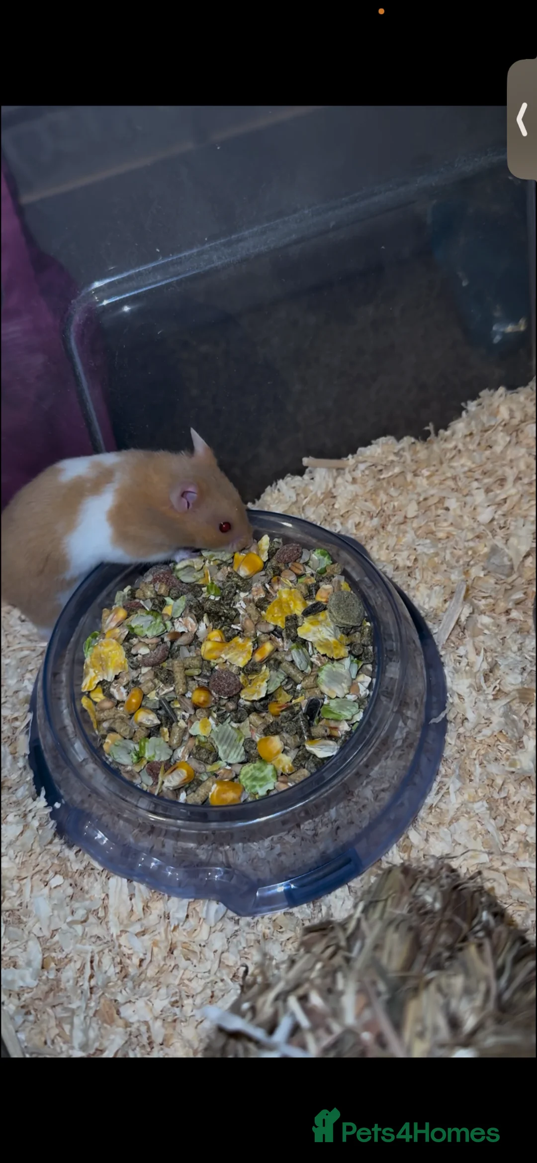 Hamster rodents for sale: 2 Male Syrian hamsters with set up in Gloucester - Advert 1