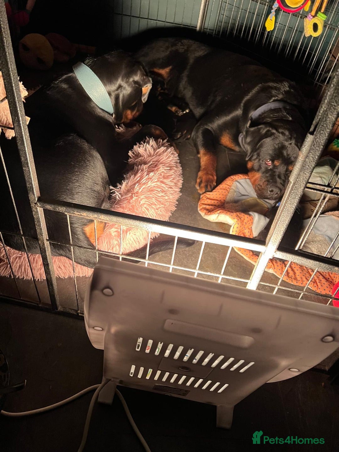 Rottweiler dogs for sale: Rottweiler puppies  - Image 11