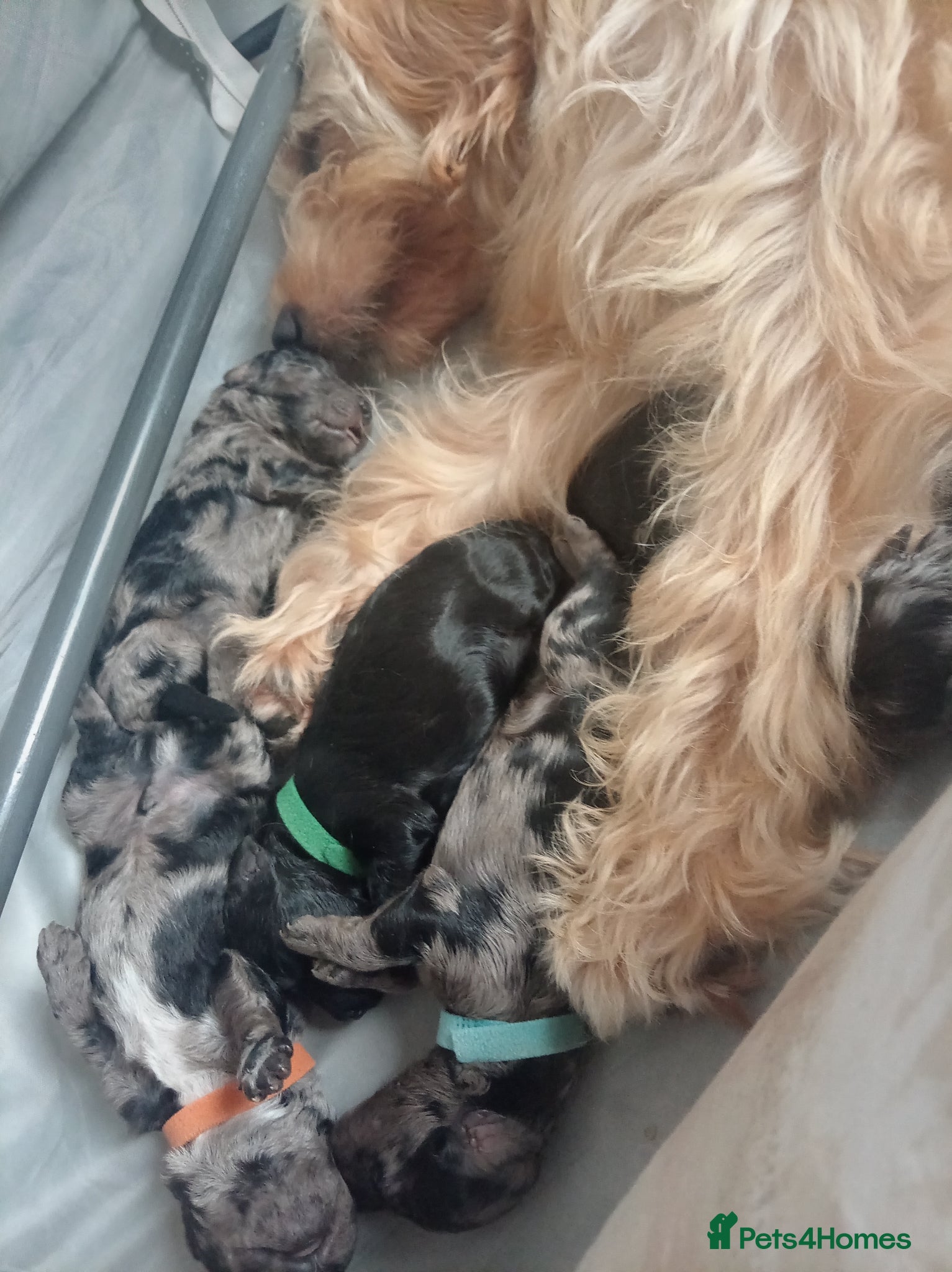 Mini Goldendoodle dogs Loving Mini Goldendoodles, 8 available  - Advert 1