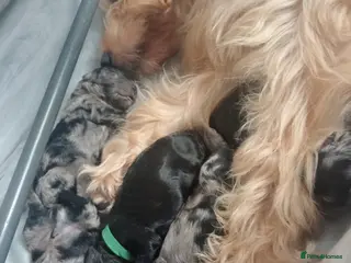Mini Goldendoodle dogs Loving Mini Goldendoodles, 8 available - Advert 1