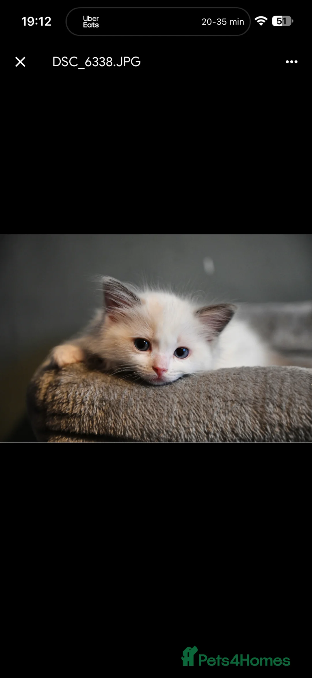 Ragdoll cats for sale: TICA reg Ragdoll – Blue Point & Bicolour  - Advert 21