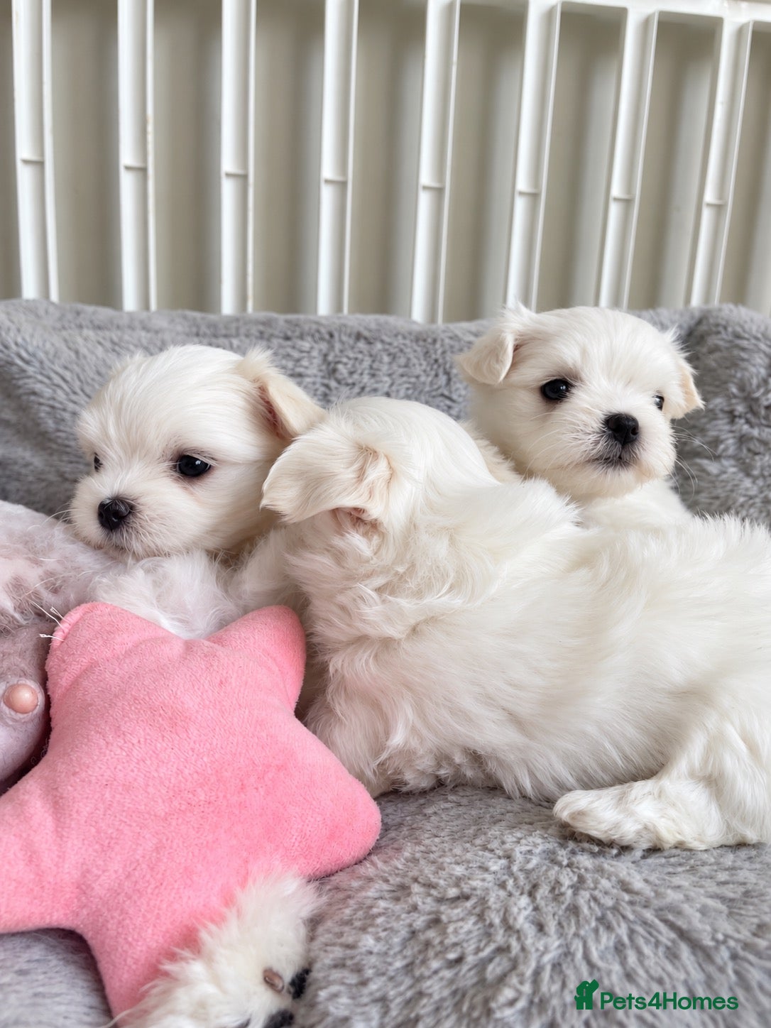 Maltese dogs Beautiful KC reg.Maltese girl available  - Advert 8