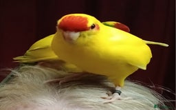 Parakeets birds for sale: Kakariki's x4 handreared kakariki's  - Image 7