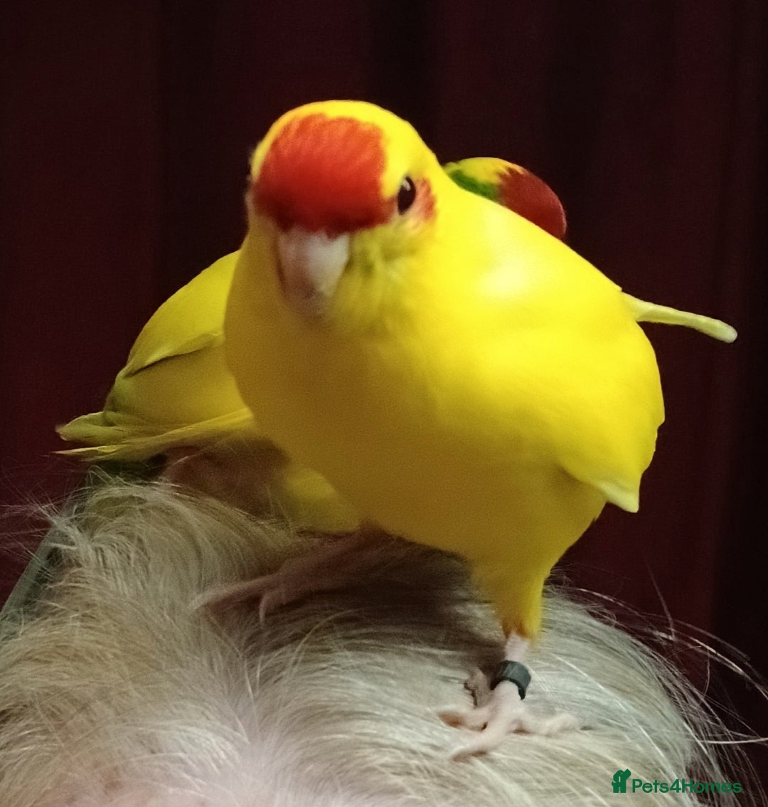 Parakeets birds for sale: Kakariki's x4 handreared kakariki's  - Image 7