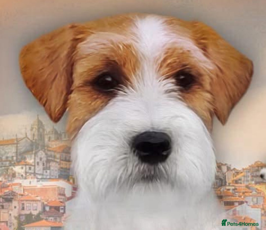 Jack Russell dogs for sale: Show quality Jack Russell Terrier - Advert 5