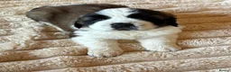 Saint Bernard dogs for sale: 4 beautiful kc reg st bernerd puppies. in Wisbech - Advert 1