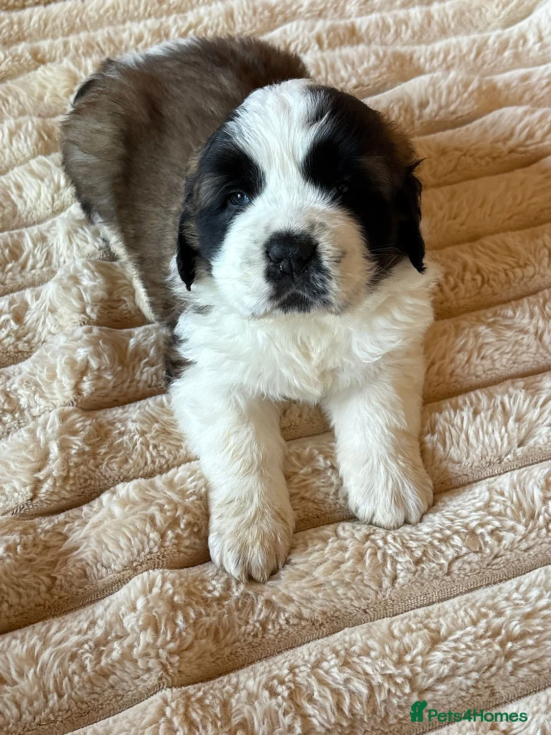 Saint Bernard dogs for sale: 4 beautiful kc reg st bernerd puppies. in Wisbech - Advert 1