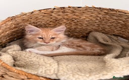 Maine Coon cats for sale: 🐾TICA registered Maine Coon Kittens🐾 - Image 24