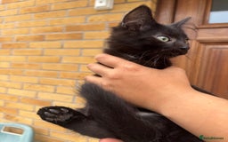 Domestic Shorthair cats for sale: 1 short hair, 3 semi long hair domestic kittens. - Image 2