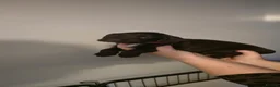 Sprocker dogs for sale: 4 female sprocker puppies  in Hartlepool - Advert 7
