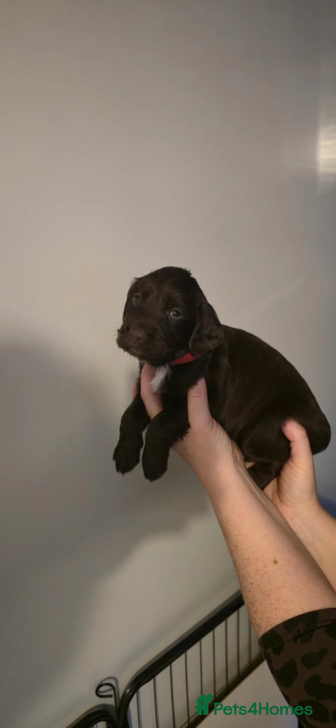 Sprocker dogs for sale: 4 female sprocker puppies  in Hartlepool - Advert 7
