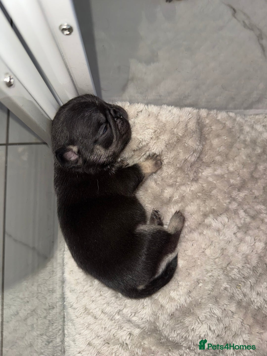 Frug dogs for sale: Pug/frenchie  - Advert 4