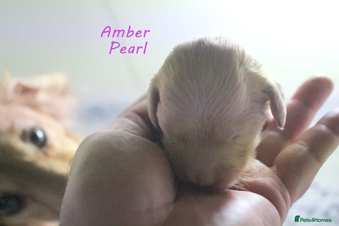 Miniature Dachshund dogs for sale: 🌟 Cream & Shaded Cream PRA Clear KC reg Apr 26 🌟 - Advert 9