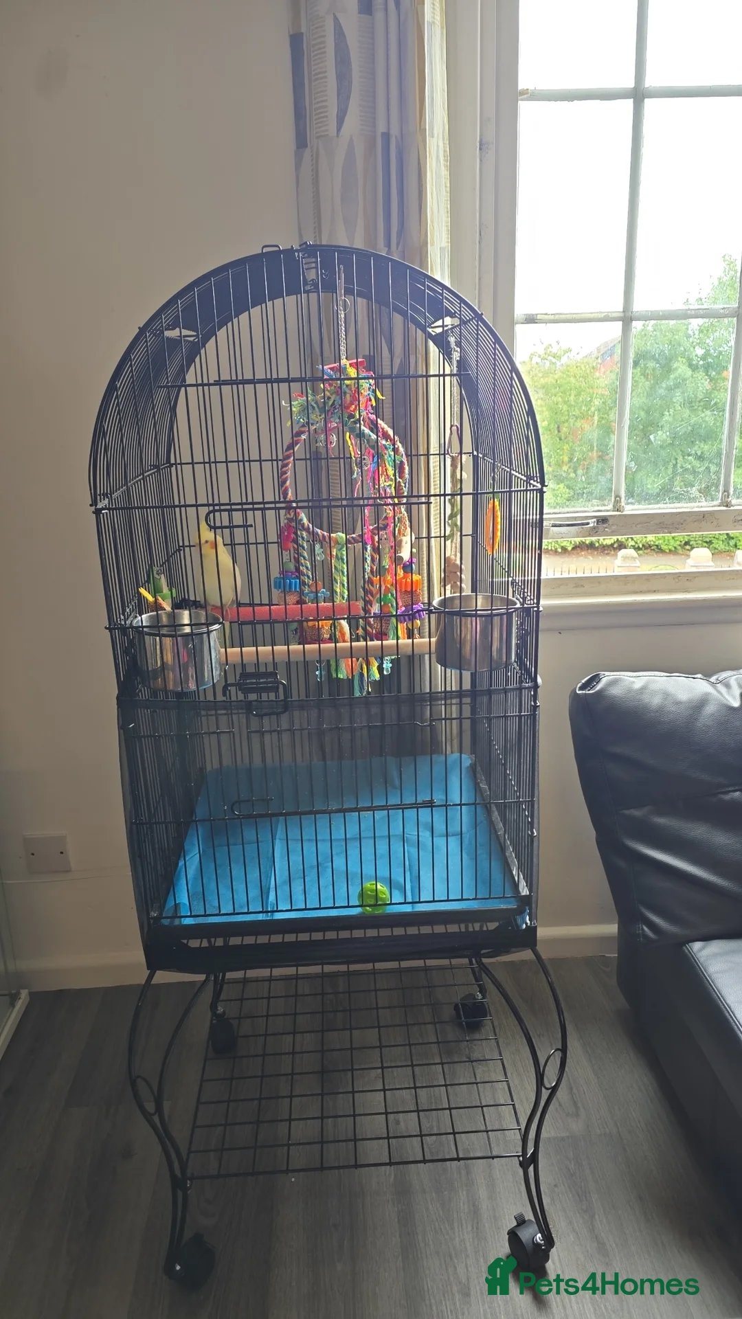 Cockatiels birds for sale: Cockatiel for sale  - Advert 10