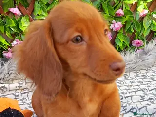 Miniature Dachshund dogs FULLY VAX LONG HAIRED MINI KC REG PRA CLR - Advert 4