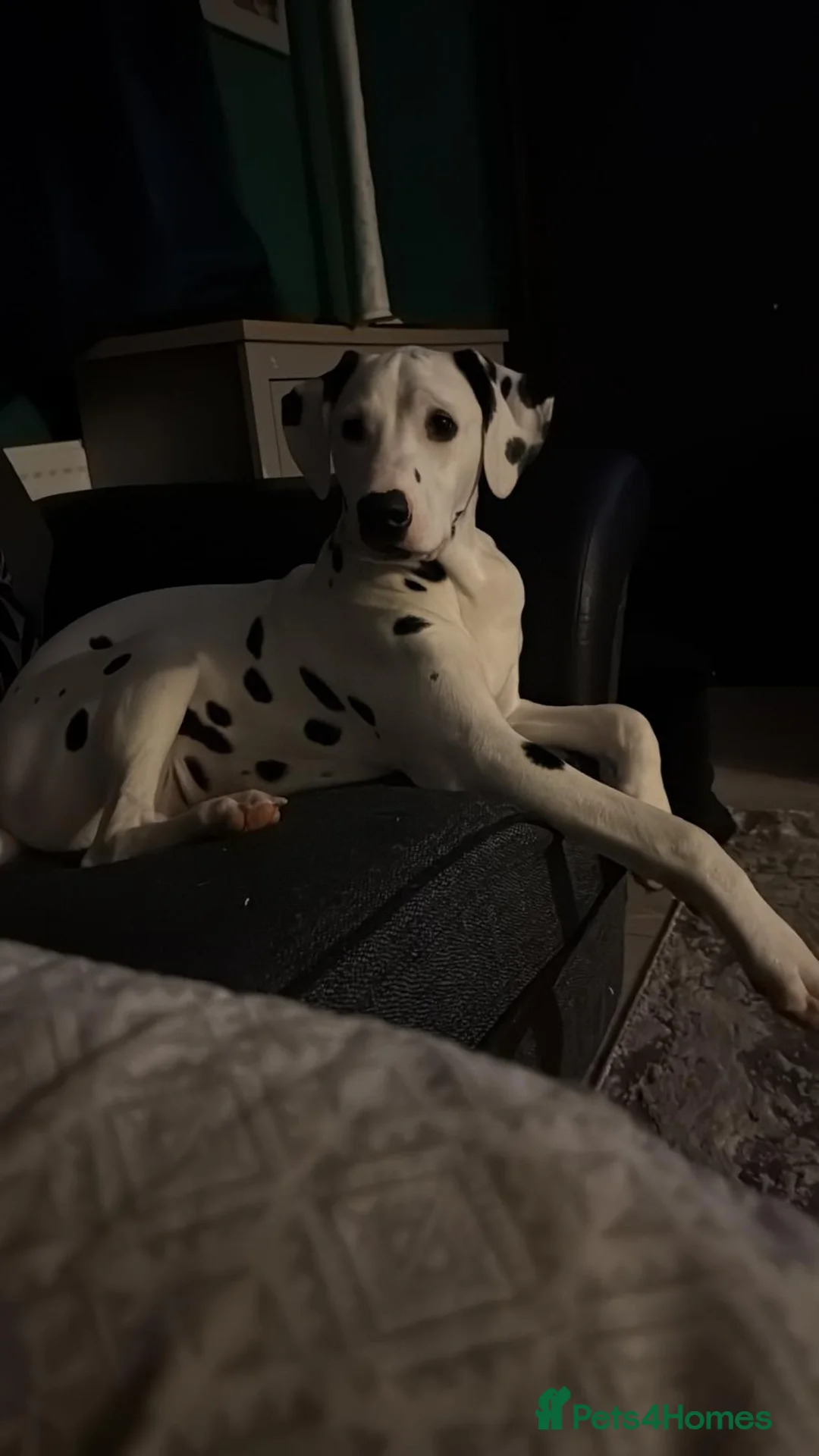 Dalmatian dogs for sale: Male dalmation looking for energetic family - Advert 3