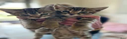 Bengal cats for sale: Playful, loving and exceptional pedigree kittens in Chipping Norton - Advert 7