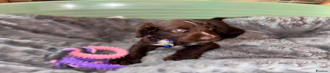 Sprocker Puppy 2