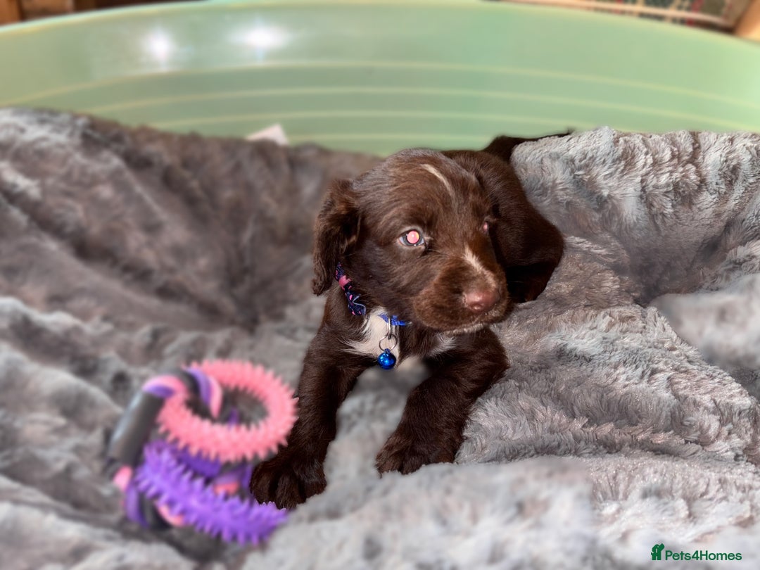 Sprocker dogs for sale: Beautiful litter of working type sprockers  - Image 6